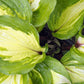 Raspberry Sundae Hosta Plant
