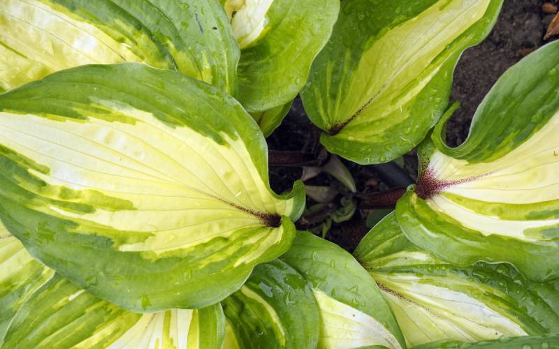 Raspberry Sundae Hosta Plant