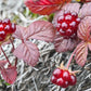 Rubus Nangoon ‘Valentina’ Summer Bearing Raspberry
