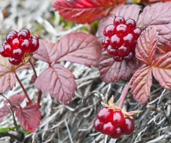 Rubus Nangoon ‘Valentina’ Summer Bearing Raspberry