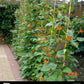 Scarlet Emperor Runner Bean Seeds online shopping