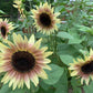 Cherry Rose F1 Sunflower Seeds online shopping