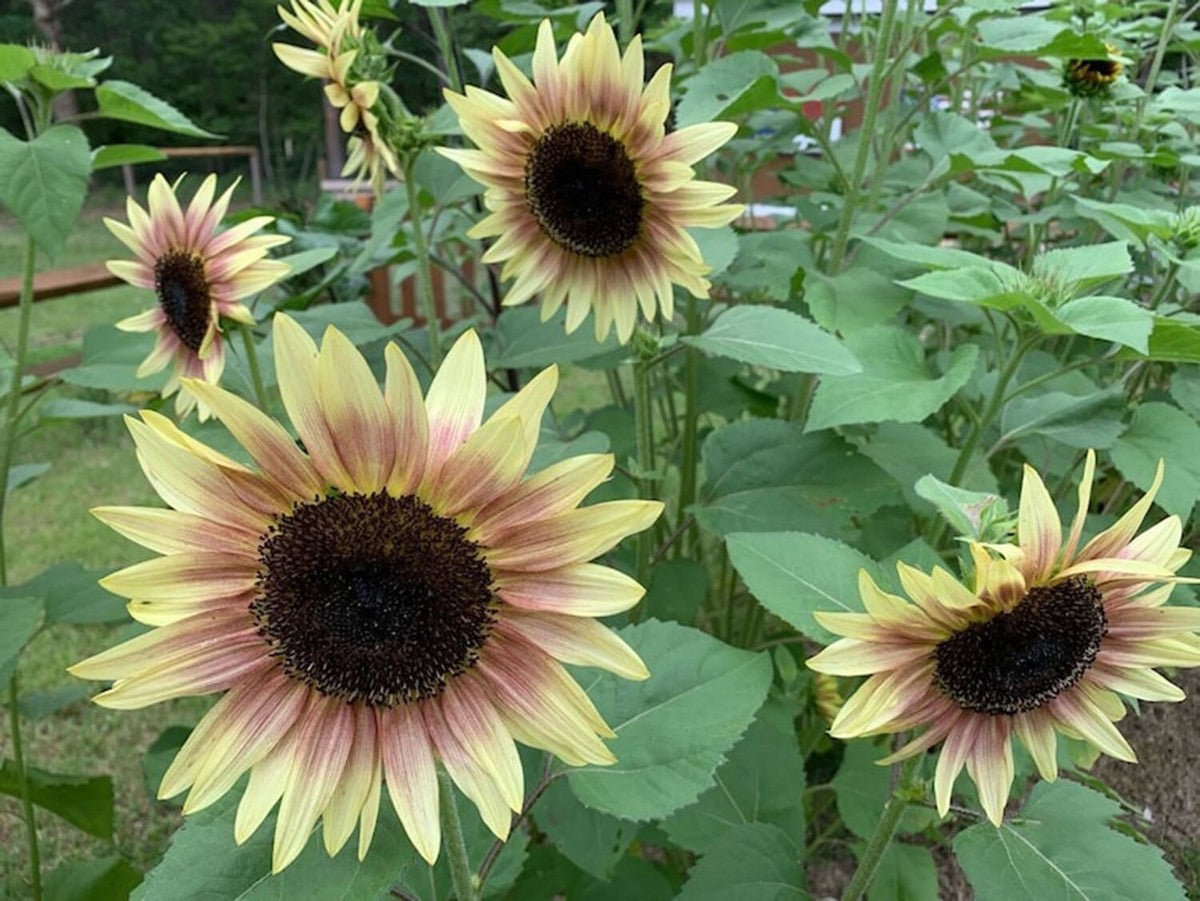Cherry Rose F1 Sunflower Seeds online shopping