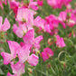 Royal Family Rose-Pink Sweet Pea Seeds online shopping