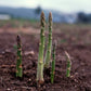 UC157 F2 Asparagus Seeds online shopping
