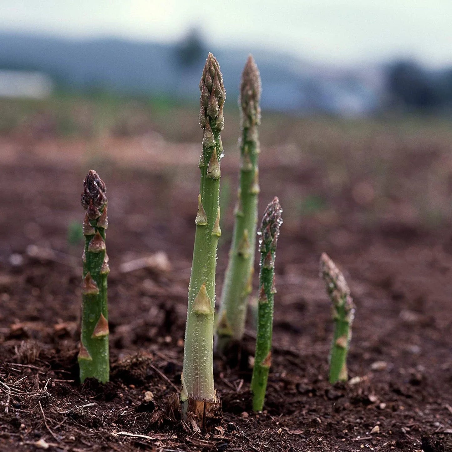 UC157 F2 Asparagus Seeds online shopping