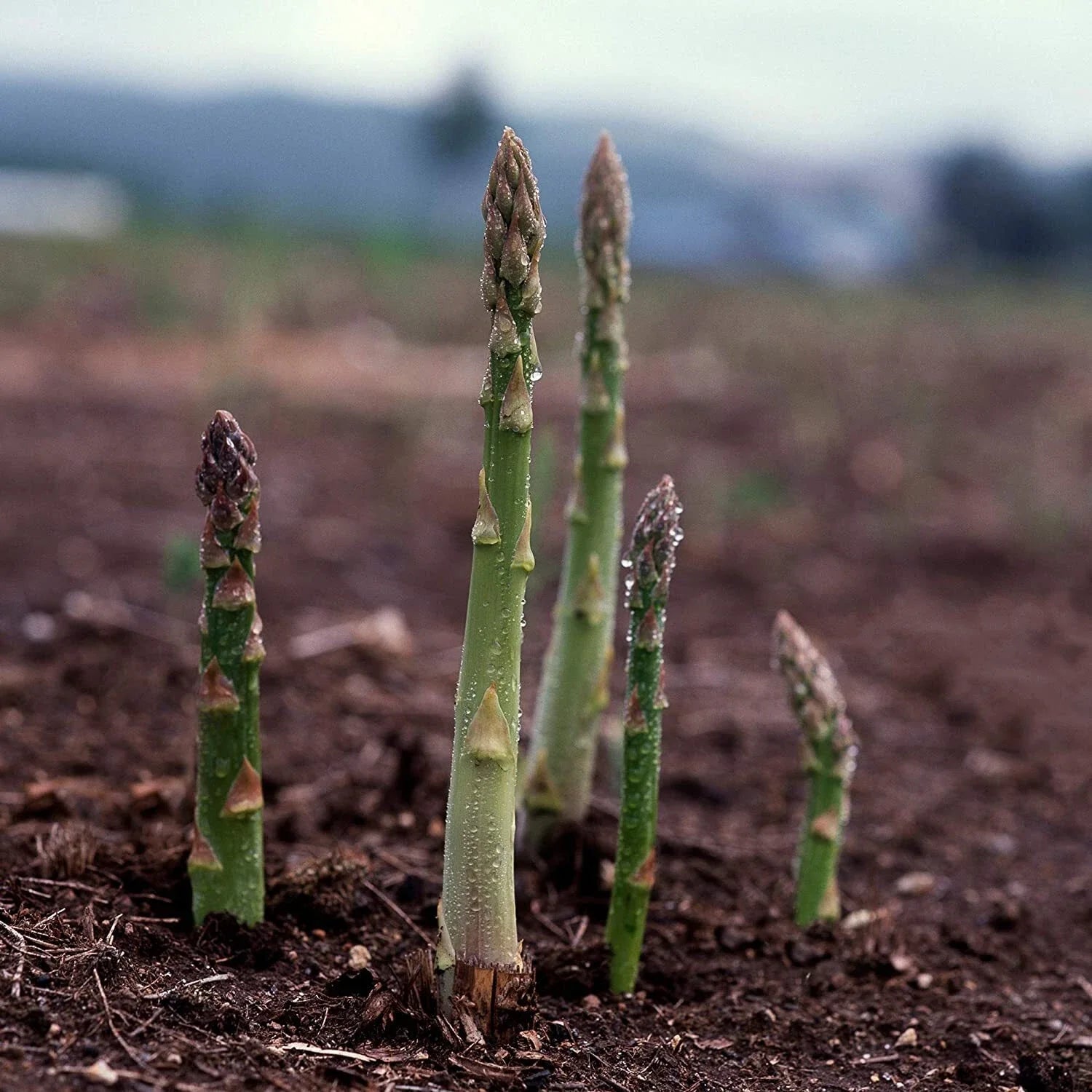 UC157 F2 Asparagus Seeds online shopping