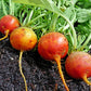 Touchstone Gold Beet Seeds online shopping