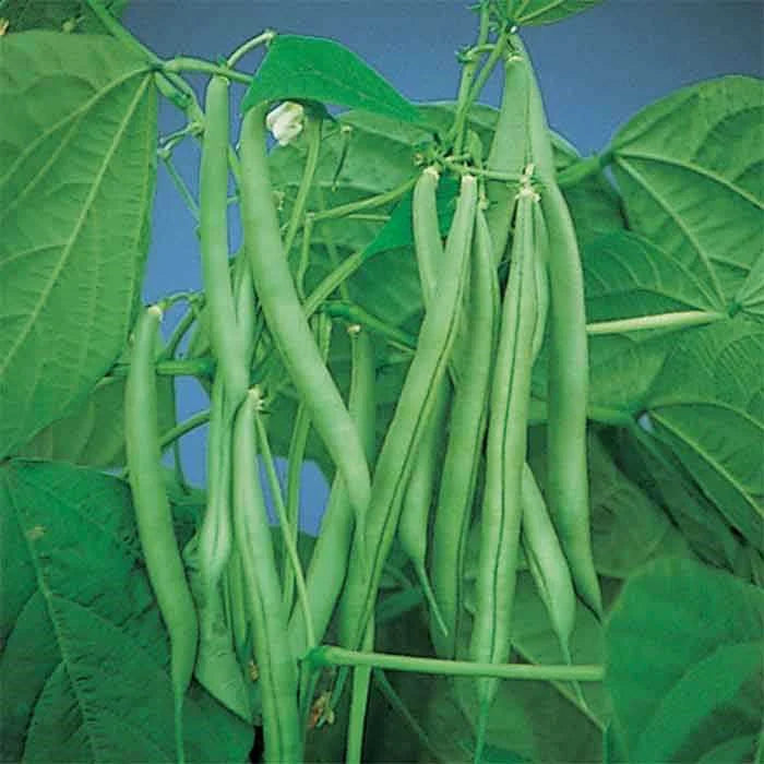 Derby Bush Bean Seeds online shopping