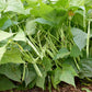 Jacob's Cattle Drying Bean Seeds online shopping