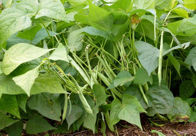 Jacob's Cattle Drying Bean Seeds online shopping