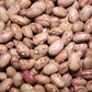 Taylor Horticultural Drying Bean Seeds online shopping