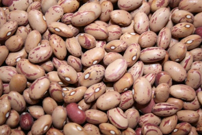 Taylor Horticultural Drying Bean Seeds online shopping