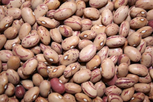 Taylor Horticultural Drying Bean Seeds online shopping