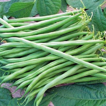 Derby Bush Bean Seeds online shopping