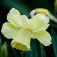 Lemon Shake Narcissus Bulbs