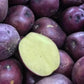 Huckleberry Gold Gourmet Potato