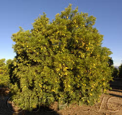 Willowleaf Sour Orange Plant