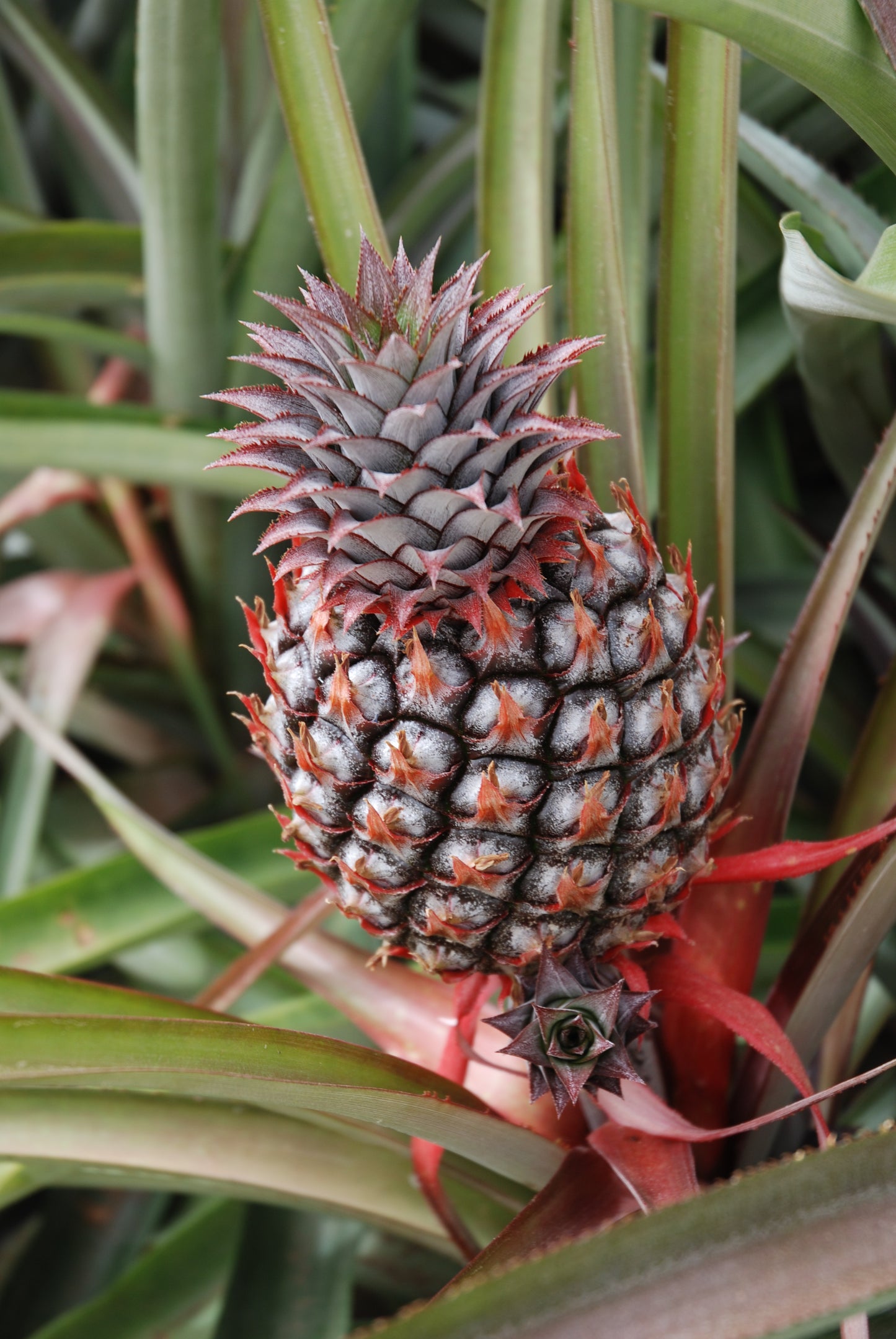 Pineapple Plant - Plante d'Ananas