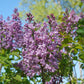 Scentara® Double Blue Lilac