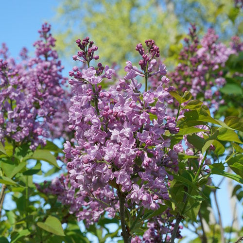 Scentara® Double Blue Lilac