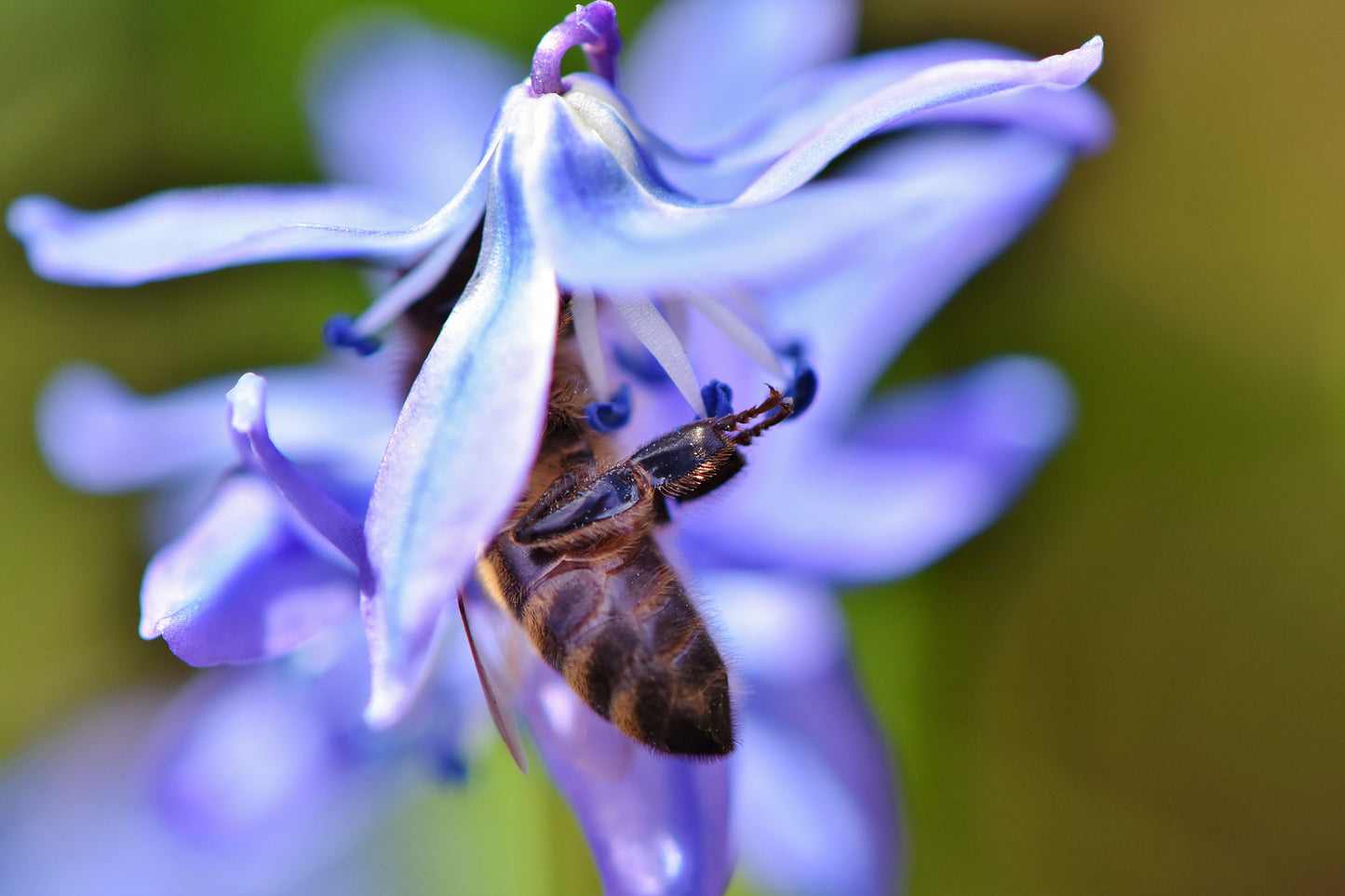 Siberica Scilla Bulbs