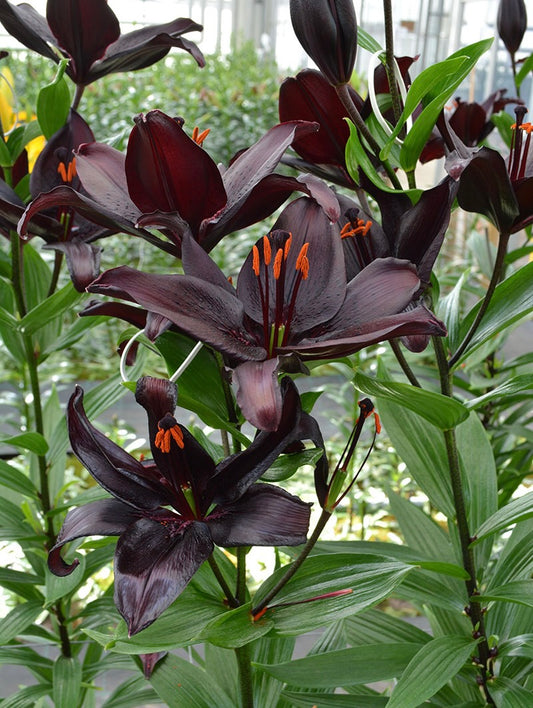 Secret Kiss Asiatic Lily