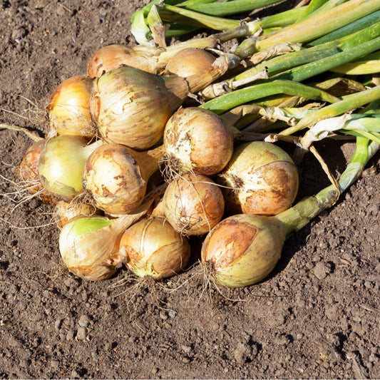 Yellow Sweet Spanish Onion