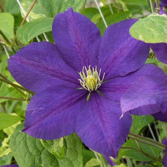 Serenata Clematis Vine