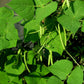 Seychelles Pole Bean Seeds online shopping