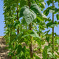 Seychelles Pole Bean Seeds online shopping