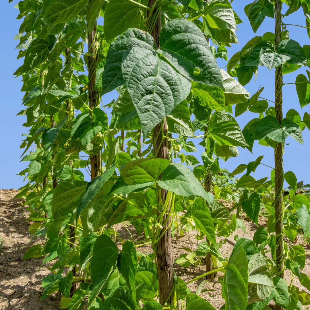 Seychelles Pole Bean Seeds online shopping