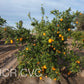 Shahani Red Pigmented Navel Orange Budwood citrus plant material online shopping