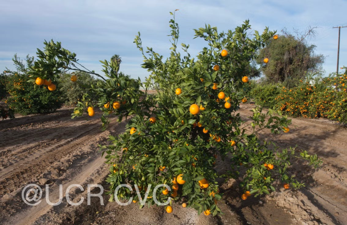 Shahani Red Pigmented Navel Orange Budwood citrus plant material online shopping