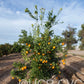 Shahani Red Pigmented Navel Orange Budwood citrus plant material online shopping