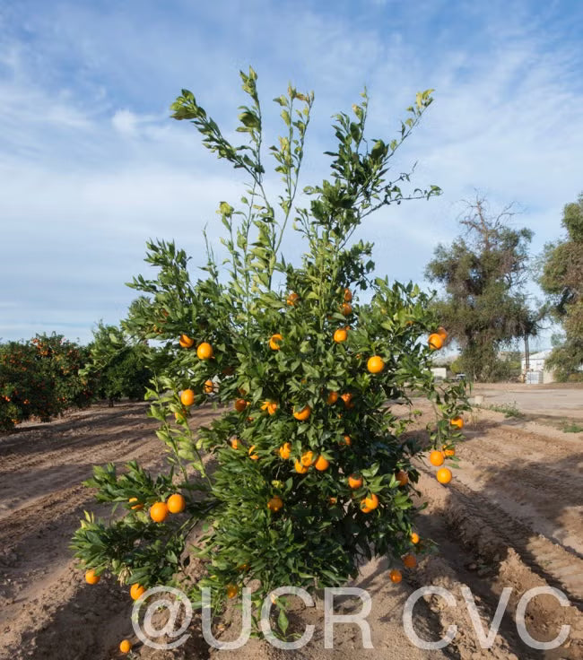 Shahani Red Pigmented Navel Orange Budwood citrus plant material online shopping