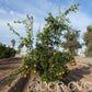 Shahani Red Pigmented Navel Orange Budwood citrus plant material online shopping