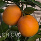Shahani Red Pigmented Navel Orange Budwood citrus plant material online shopping