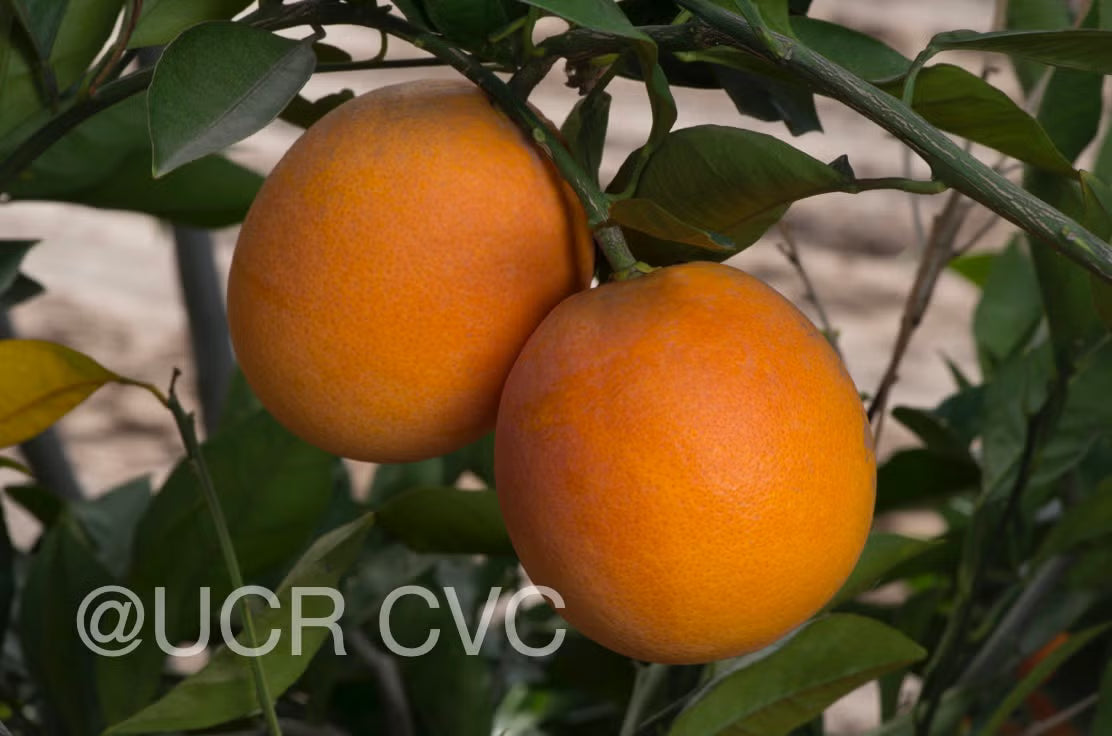 Shahani Red Pigmented Navel Orange Budwood citrus plant material online shopping