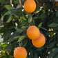 Shahani Red Pigmented Navel Orange Budwood citrus plant material online shopping