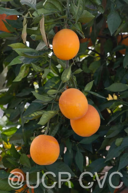 Shahani Red Pigmented Navel Orange Budwood citrus plant material online shopping