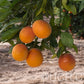 Shahani Red Pigmented Navel Orange Budwood citrus plant material online shopping