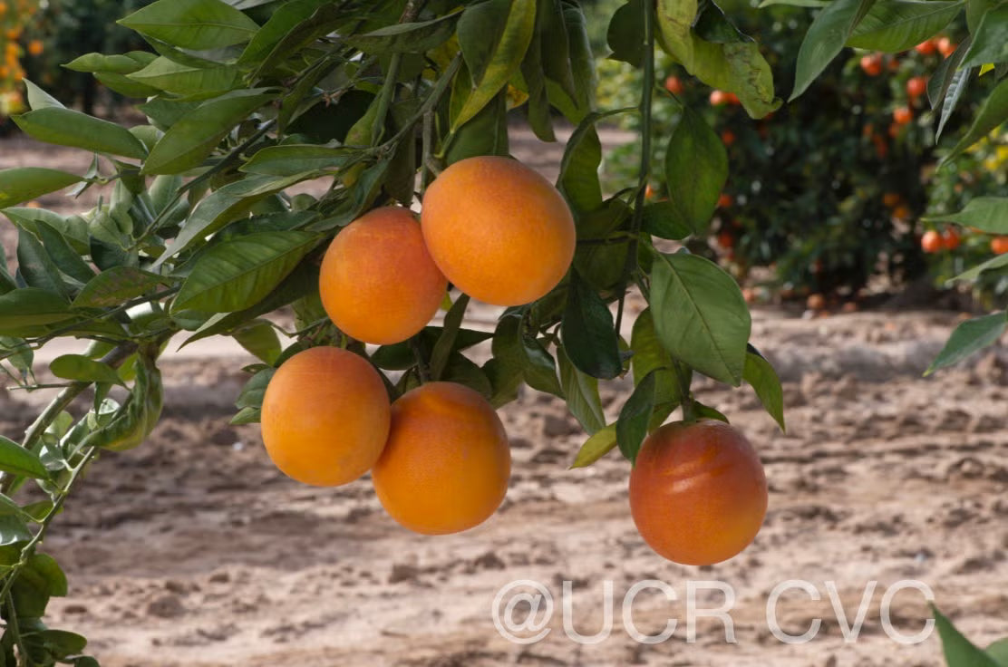 Shahani Red Pigmented Navel Orange Budwood citrus plant material online shopping