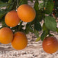 Shahani Red Pigmented Navel Orange Budwood citrus plant material online shopping