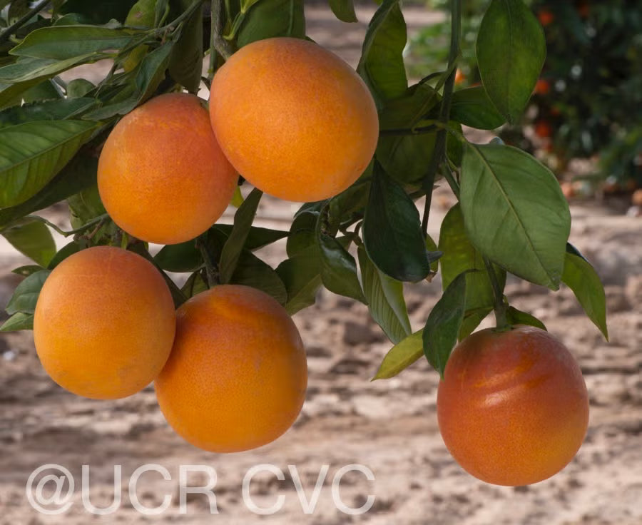 Shahani Red Pigmented Navel Orange Budwood citrus plant material online shopping