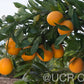 Shahani Red Pigmented Navel Orange Budwood citrus plant material online shopping