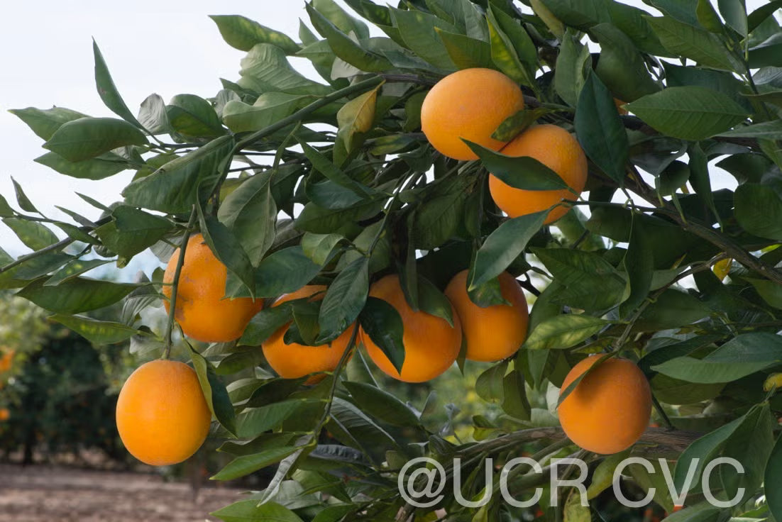 Shahani Red Pigmented Navel Orange Budwood citrus plant material online shopping