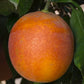 Shahani Red Pigmented Navel Orange Budwood citrus plant material online shopping