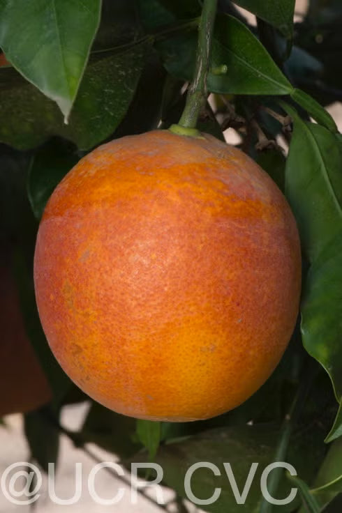 Shahani Red Pigmented Navel Orange Budwood citrus plant material online shopping
