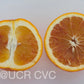 Shahani Red Pigmented Navel Orange Budwood citrus plant material online shopping
